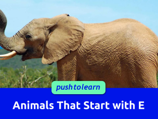 Illustration of Animals That Start with E