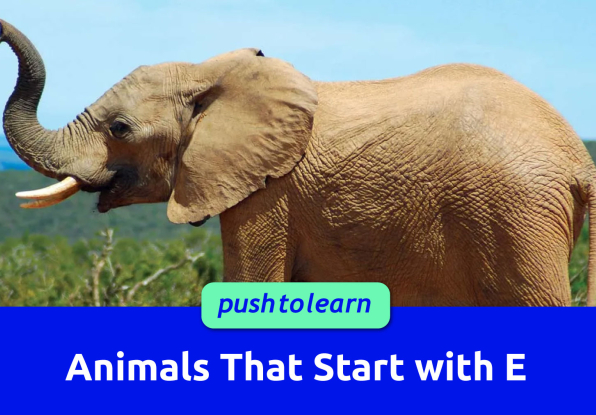 Illustration of Animals That Start with E