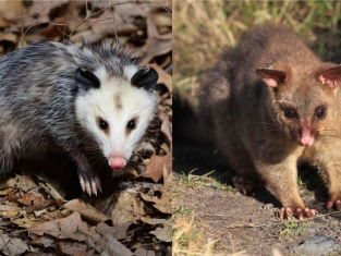 Illustration of Opossum vs Possum