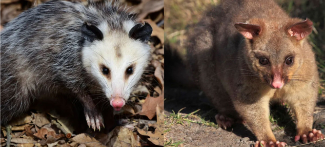 Illustration of Opossum vs Possum