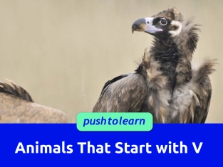 Illustration of Animals That Start with V
