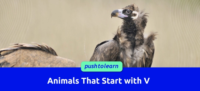 Illustration of Animals That Start with V