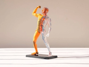 Illustration of Unit 6 - Body