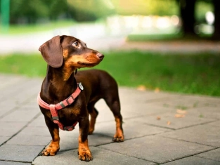 Illustration of How to Pronounce Dachshund