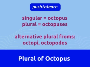 Illustration of Plural of Octopus