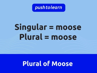 Illustration of Plural of Moose