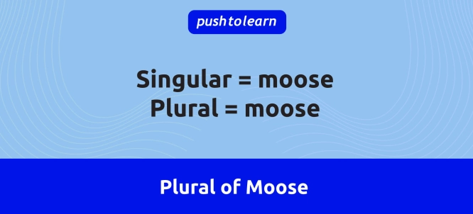 Illustration of Plural of Moose