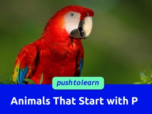 Illustration of Animals That Start with P