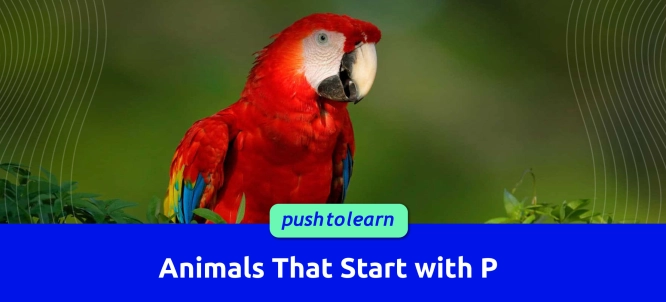 Illustration of Animals That Start with P