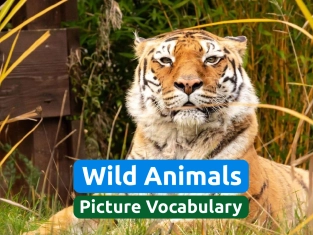Illustration of Wild Animals