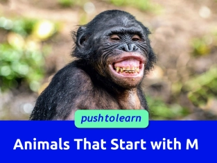 Illustration of Animals That Start with M