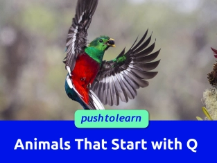 Illustration of Animals That Start with Q