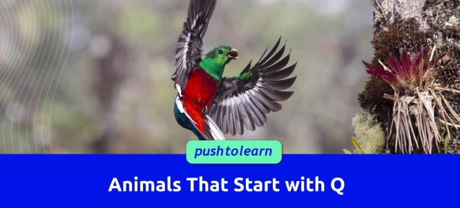 Illustration of Animals That Start with Q
