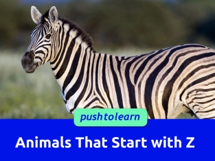 Illustration of Animals That Start with Z