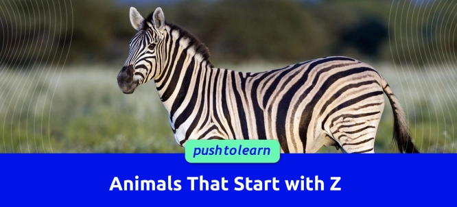 Illustration of Animals That Start with Z