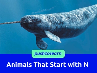 Illustration of Animals That Start with N