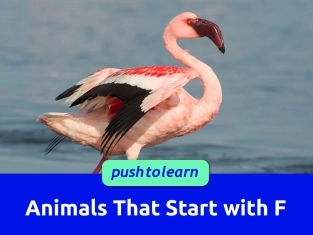 Illustration of Animals That Start with F